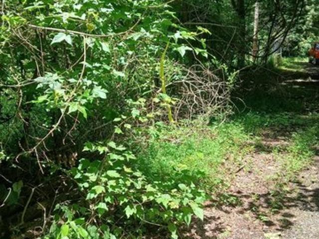 Land for sale in Grant, Alabama