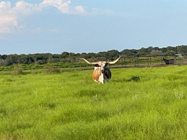 Farm for sale in Stephenville, Texas