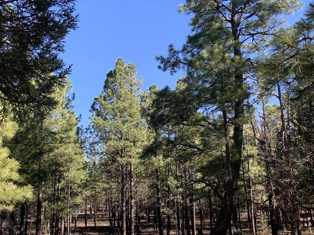 Land for sale in Happy Jack, Arizona