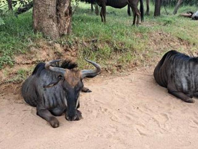 Land for sale in Limpopo