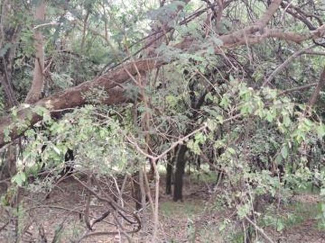 Land for sale in Limpopo