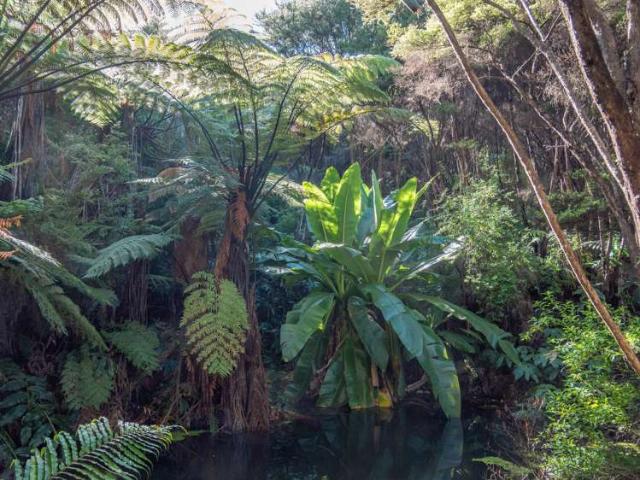 Property for sale in Fairburn, Northland