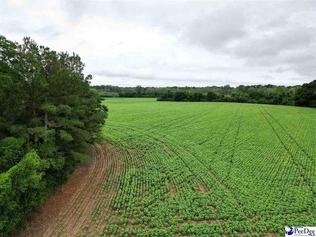 Land for sale in Dillon, South Carolina