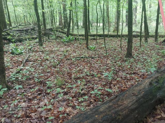 Land for sale in Tennessee