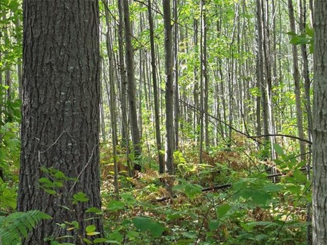 Land for sale in Sawyer, Wisconsin
