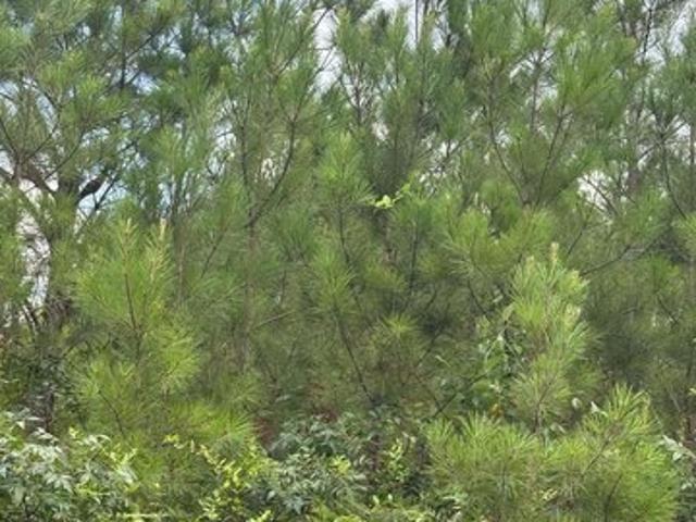Land for sale in Trafford, Alabama