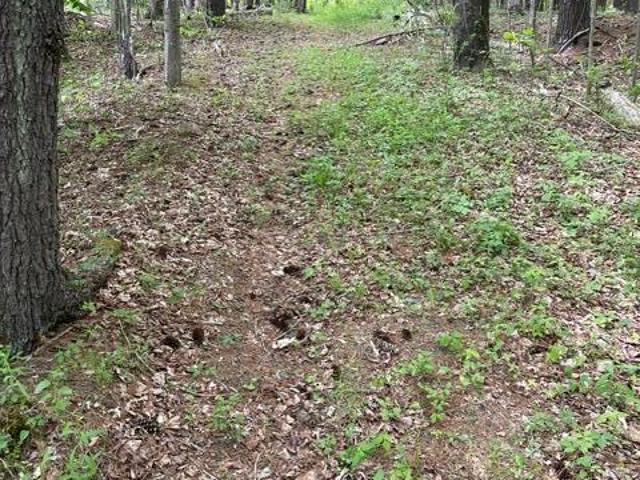 Land for sale in Acra, New York