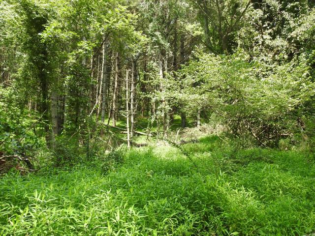 Land for sale in Hillsville, Carroll County