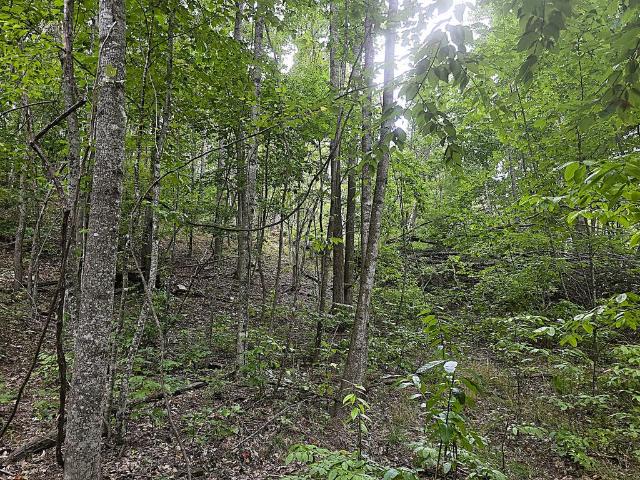 Land for sale in North Gap, Rocky Gap