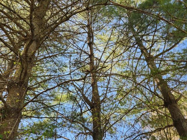 Land for sale in Virginia