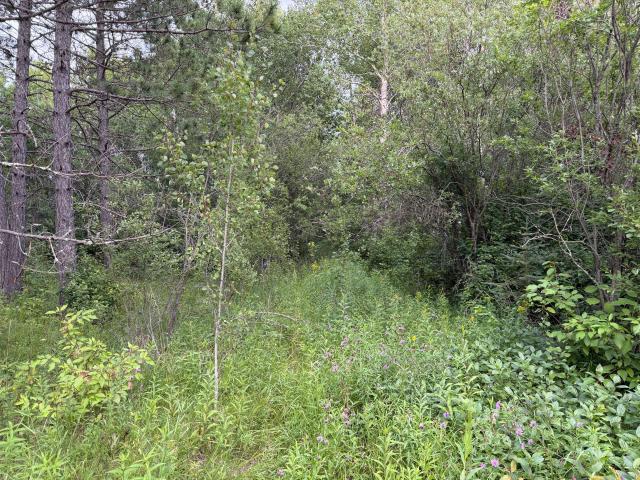 Land for sale in Minnesota