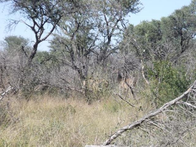 Land for sale in Limpopo