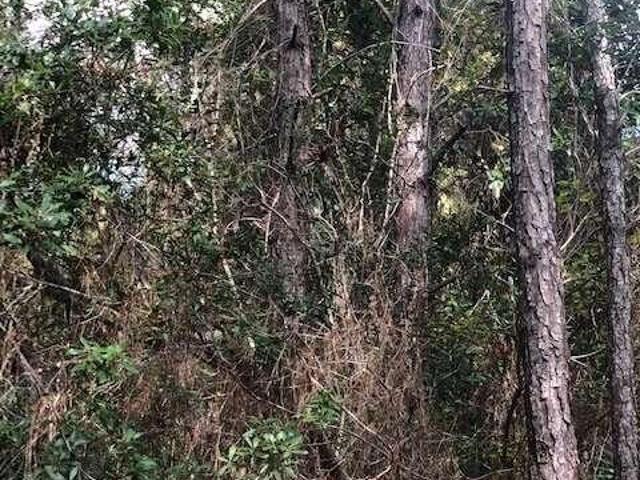 Land for sale in Pierce, Georgia