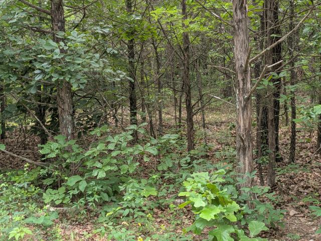 Land for sale in Stone, Missouri