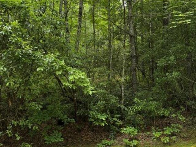 Land for sale in Transylvania, North Carolina