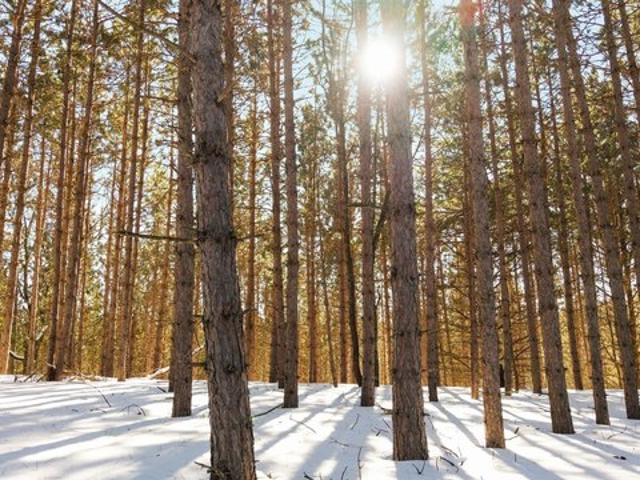 Land for sale in Williamsburg, Michigan