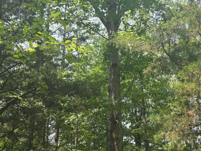 House for sale in Milner, Wedowee
