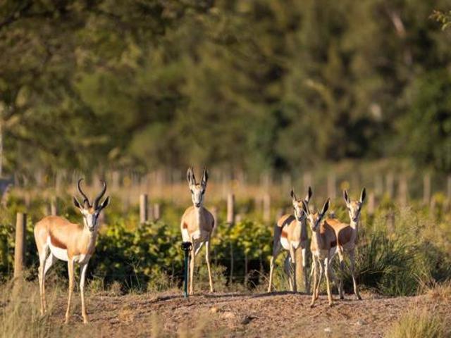 Land for sale in Bergsig, Durbanville