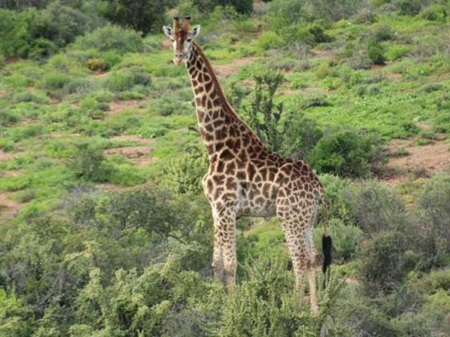 Land for sale in Groot Brak Rivier, Western Cape