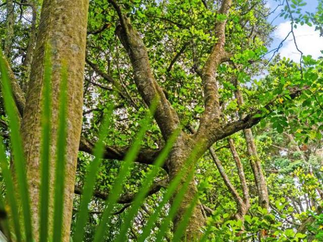 Property for sale in Maungatapere, Northland