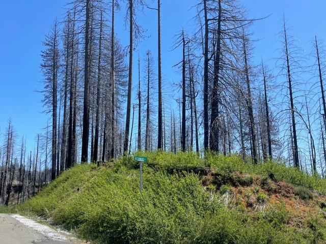 Land for sale in Grizzly Flats, California