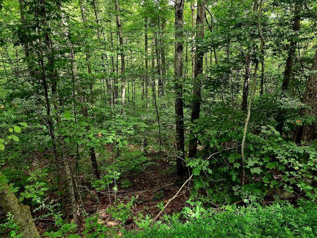 Land for sale in Tennessee
