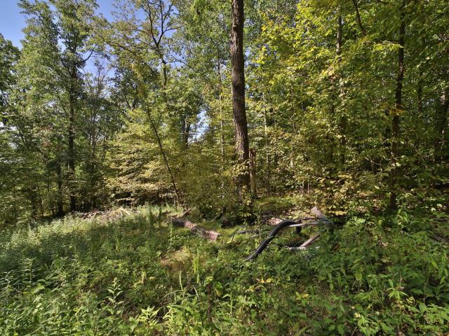 Land for sale in Todd, Minnesota