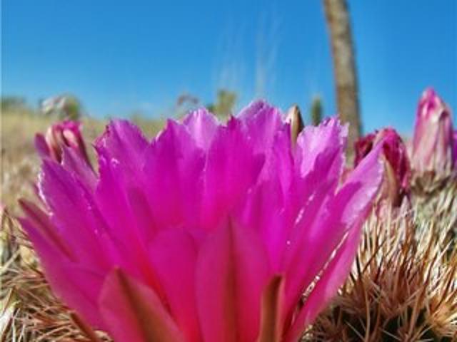 Land for sale in Yucca Valley, California