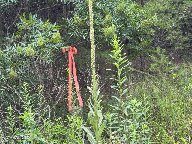 Land for sale in Tennessee