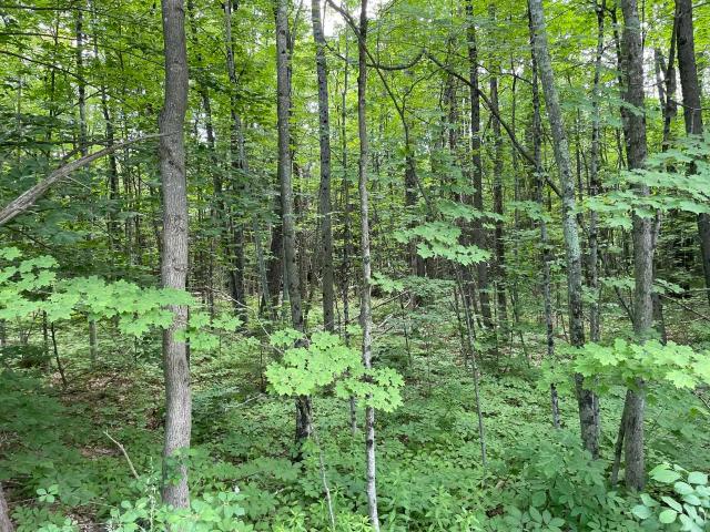 Land for sale in New Hampshire