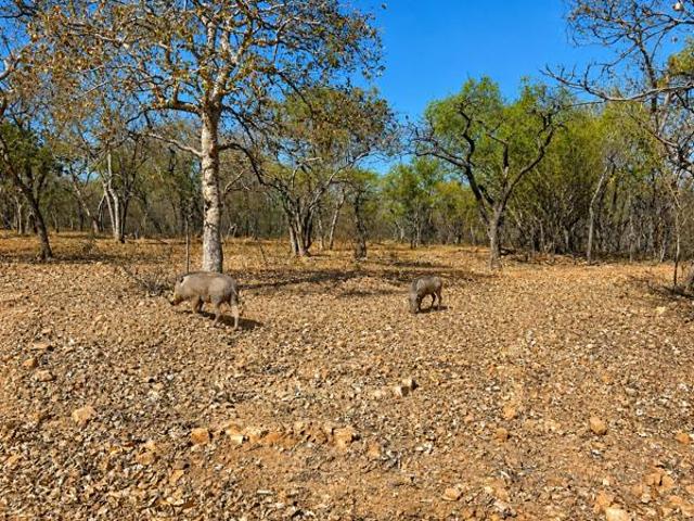 Property for sale in Limpopo