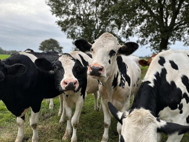Landwirtschaft kaufen in Achternholt, Wardenburg