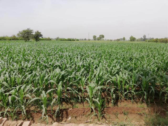 Land for sale in Gojra