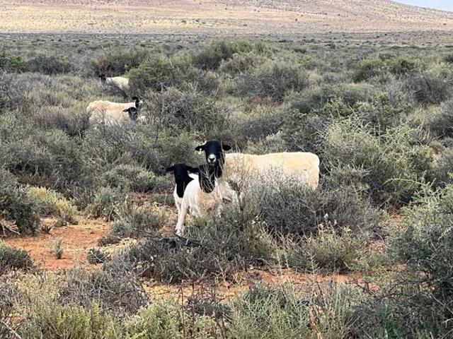 Property for sale in Karoo Hoogland, Northern Cape