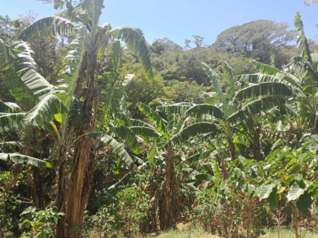 4.8 has en venta oportunidad de desarrollo excepcional en la zona de la'eterna primavera' de boquete /11.8611 acres for sale rare developme