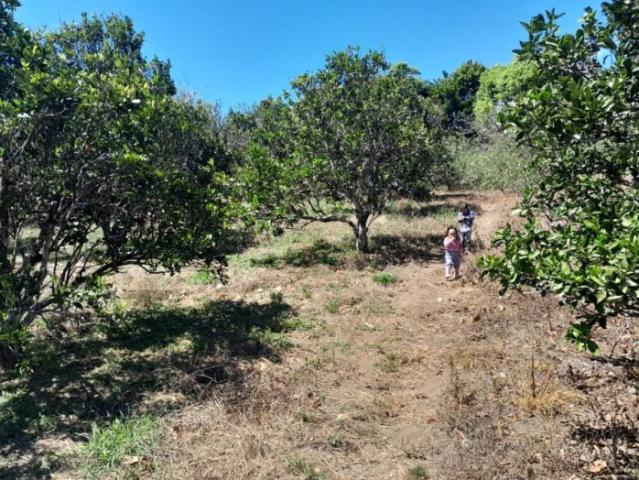 4.8 has en venta oportunidad de desarrollo excepcional en la zona de la'eterna primavera' de boquete /11.8611 acres for sale rare developme