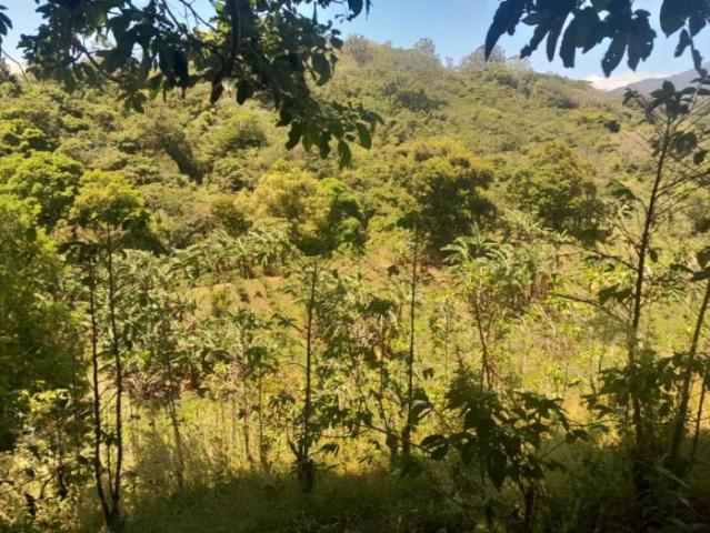 4.8 has en venta oportunidad de desarrollo excepcional en la zona de la'eterna primavera' de boquete /11.8611 acres for sale rare developme