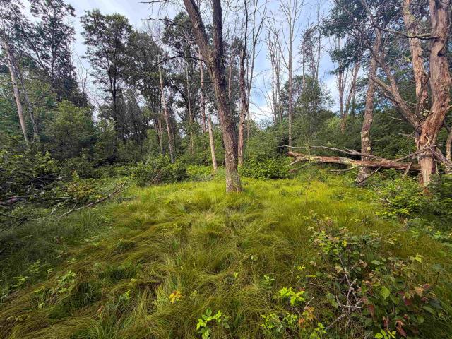 Land for sale in Juneau, Wisconsin