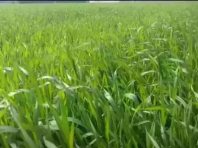 Land for sale in Bahawalpur, Islamabad Capital Territory