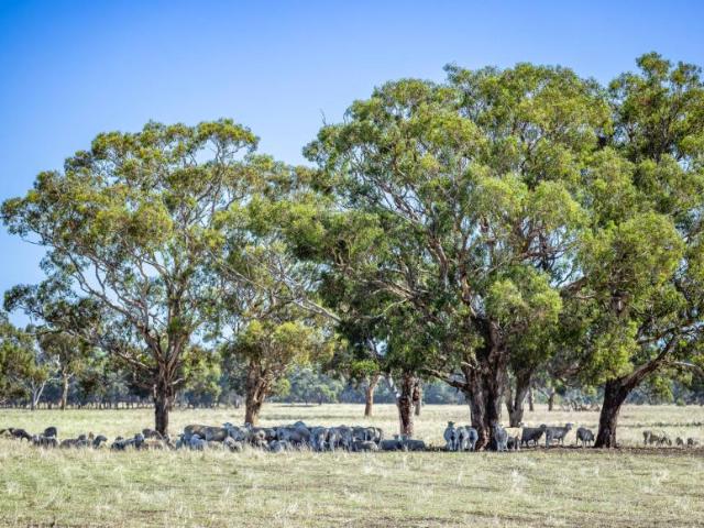 House for rent in Bool Lagoon, South Australia
