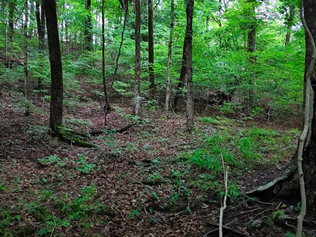 Land for sale in Tennessee