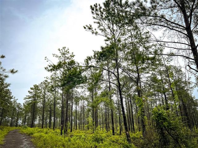 Land for sale in Jasper, Texas