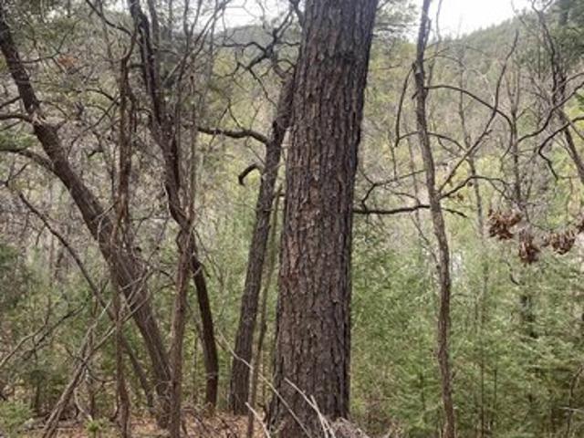 Land for sale in High Rolls Mountain Park, New Mexico