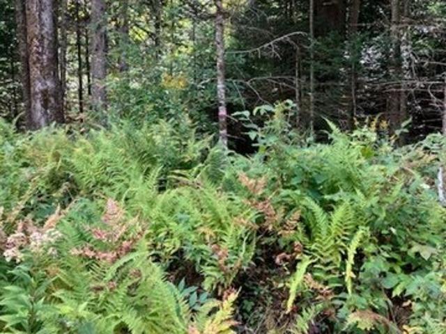 Land for sale in Morgan, Orleans County