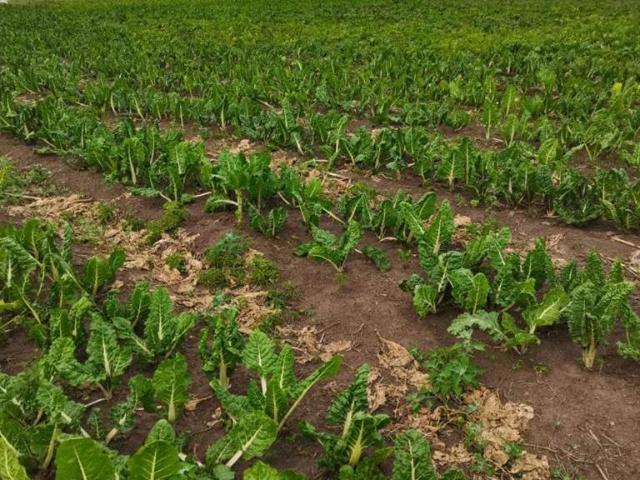 Farm for sale in Ekurhuleni, Gauteng