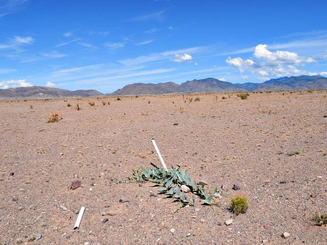 Land for sale in New Mexico