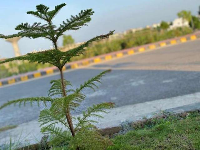 Commercial for rent in Jhelum, Islamabad Capital Territory