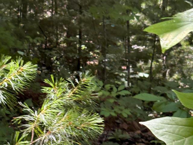 Land for sale in Tennessee