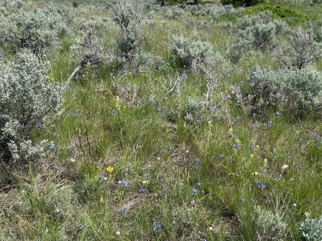 Land for sale in Oroville, Washington