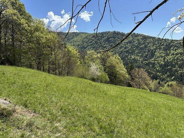 Immobilie kaufen